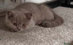 British Shorthair cats for sale: Gorgeous British Shorthair Kittens Available  - Image 2