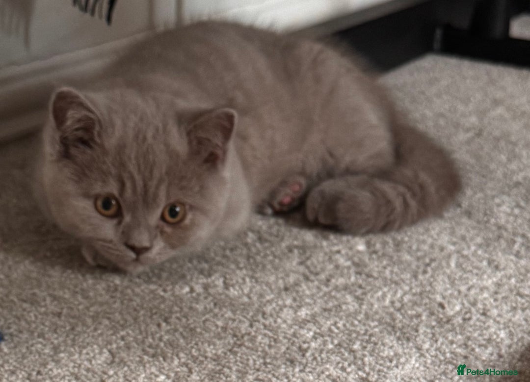 British Shorthair cats for sale: Gorgeous British Shorthair Kittens Available  - Image 2