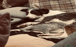 Border Collie dogs for sale: Border Collie - Image 2