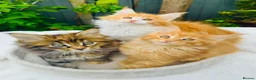 Maine Coon cats for sale: Pure breed Maine coon kittens  - Advert 30