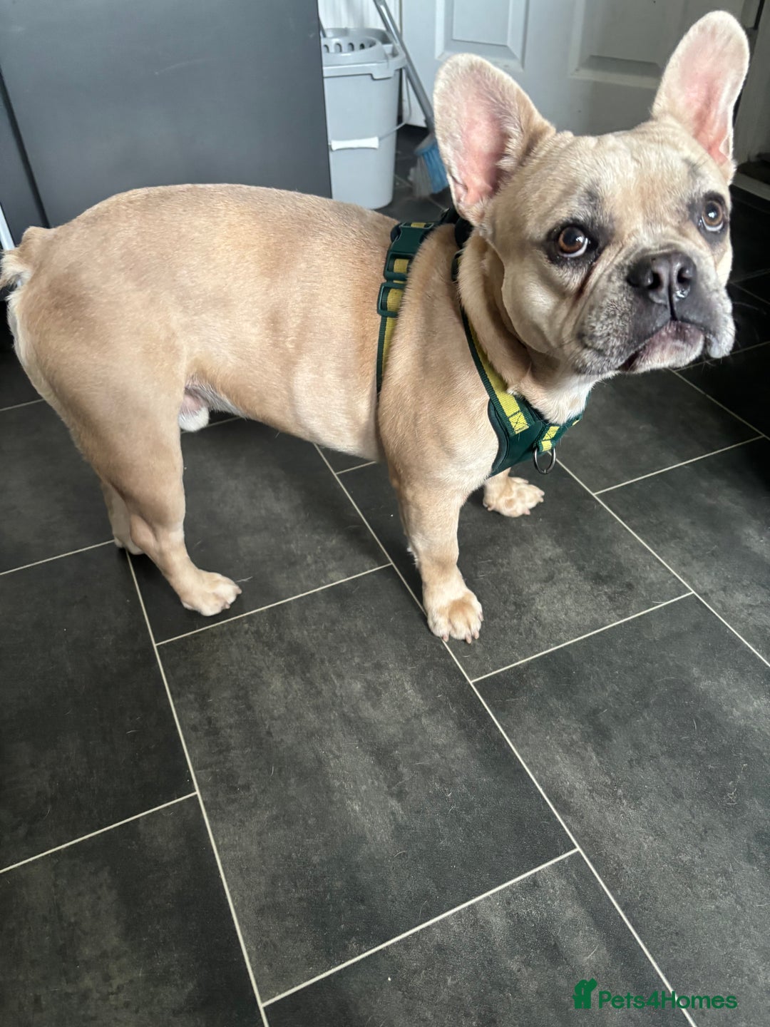 French Bulldog dogs for sale: 14 month old fawn Merle French bulldog - Image 2
