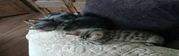 Bengal cats for sale: 3/4 Bengal Kittens  - Advert 8