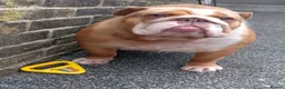 English Bulldog dogs for sale: Female english bulldog in Shipley - Advert 2
