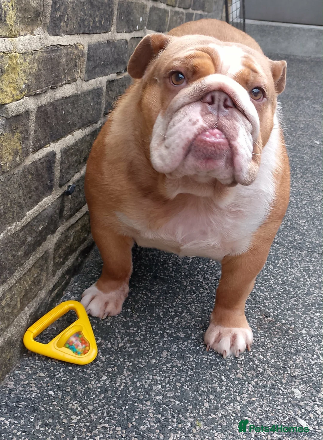 English Bulldog dogs for sale: Female english bulldog in Shipley - Advert 2