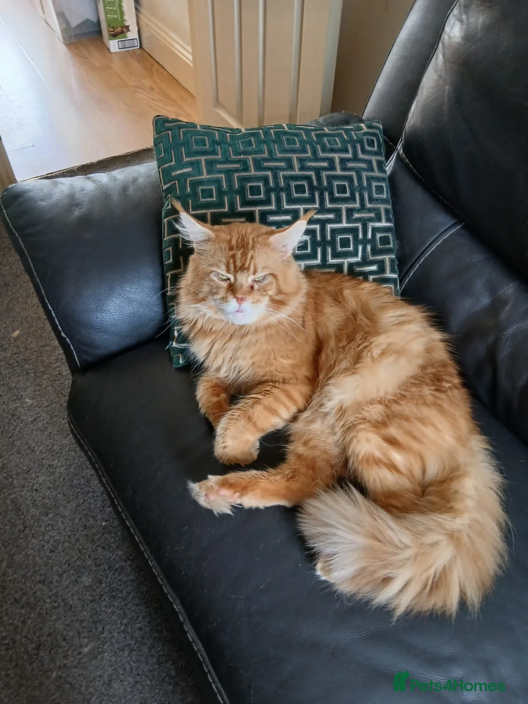 Maine Coon cats for sale: Beautiful Maine Coon kittens for sale - Advert 4
