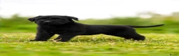 Giant Schnauzer dogs for sale: Working line Giant schnauzer puppies - Advert 10