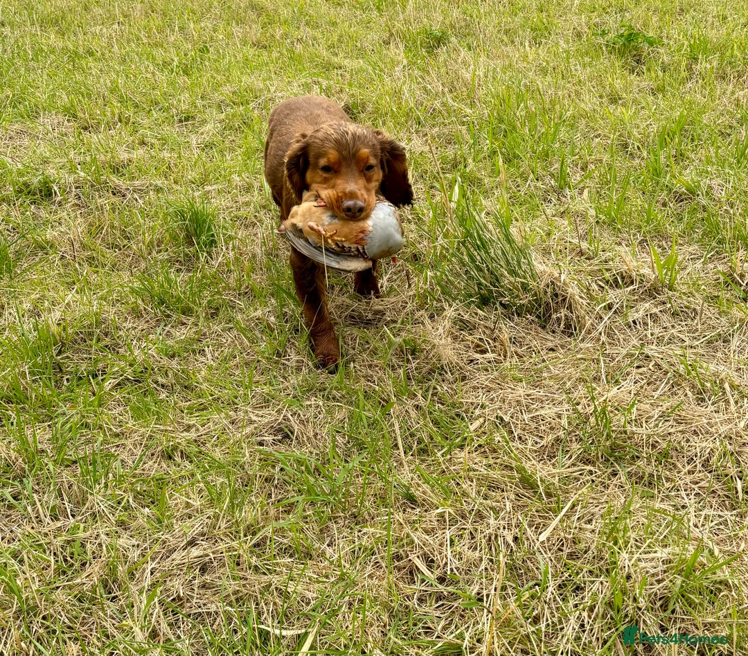 Cocker Spaniel dogs for stud: Cocker Spaniel stud  - Advert 10
