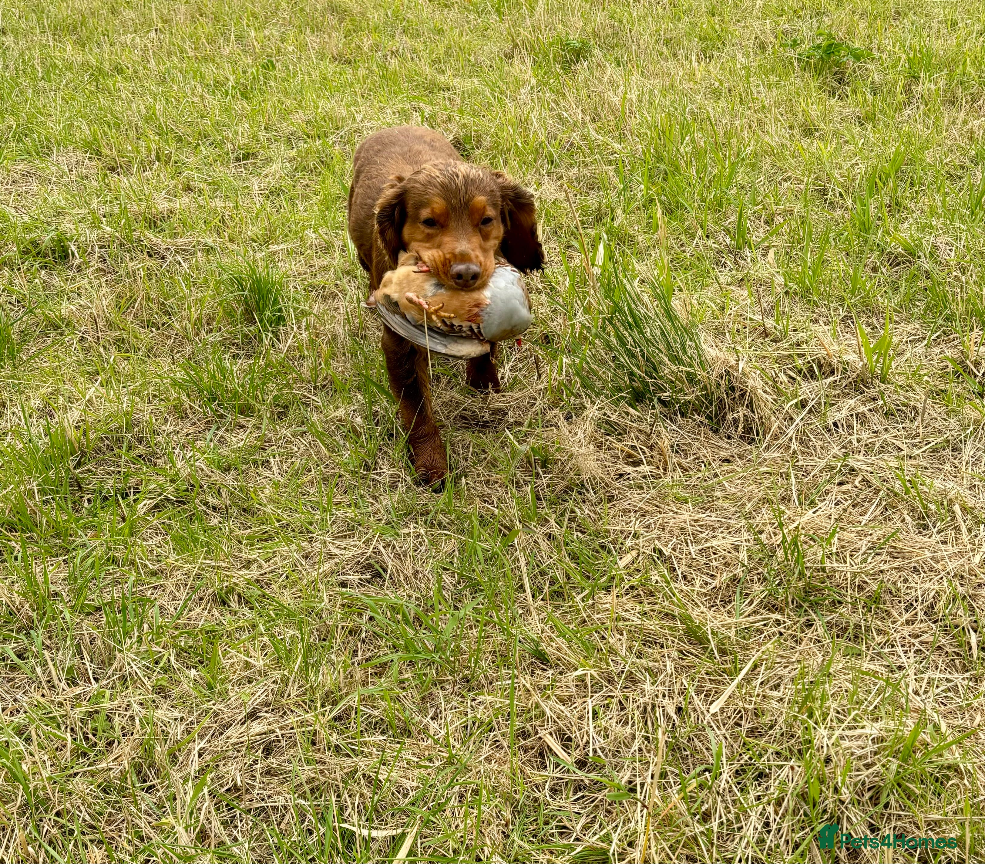 Cocker Spaniel dogs for stud: Cocker Spaniel stud  - Advert 10
