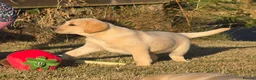 Labrador Retriever dogs for sale: Chunky Labrador Puppies - Advert 1