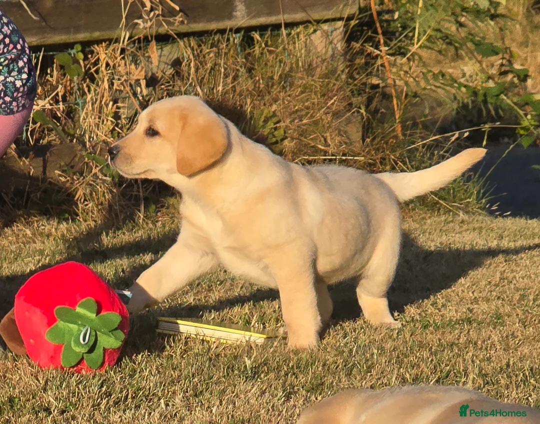 Labrador Retriever dogs for sale: Chunky Labrador Puppies - Advert 1