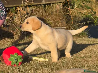 Labrador Retriever dogs Chunky Labrador Puppies - Advert 6