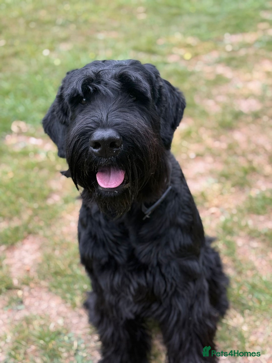 Giant Schnauzer dogs for stud: Giant Schnauzer for stud - Image 9