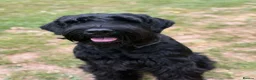 Giant Schnauzer dogs for stud: Giant Schnauzer for stud - Advert 9