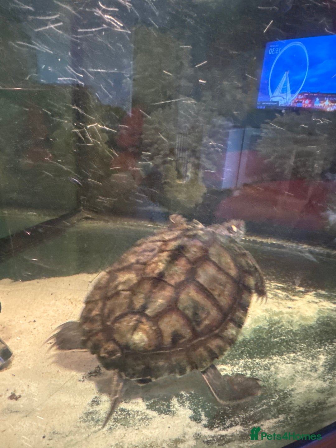 Turtle reptiles for sale: Mississippi map turtle Free - Image 2