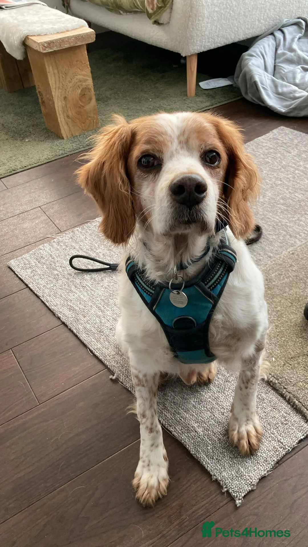 Brittany Spaniel dogs for adoption: Onil, a gorgeous Brittany - Advert 3