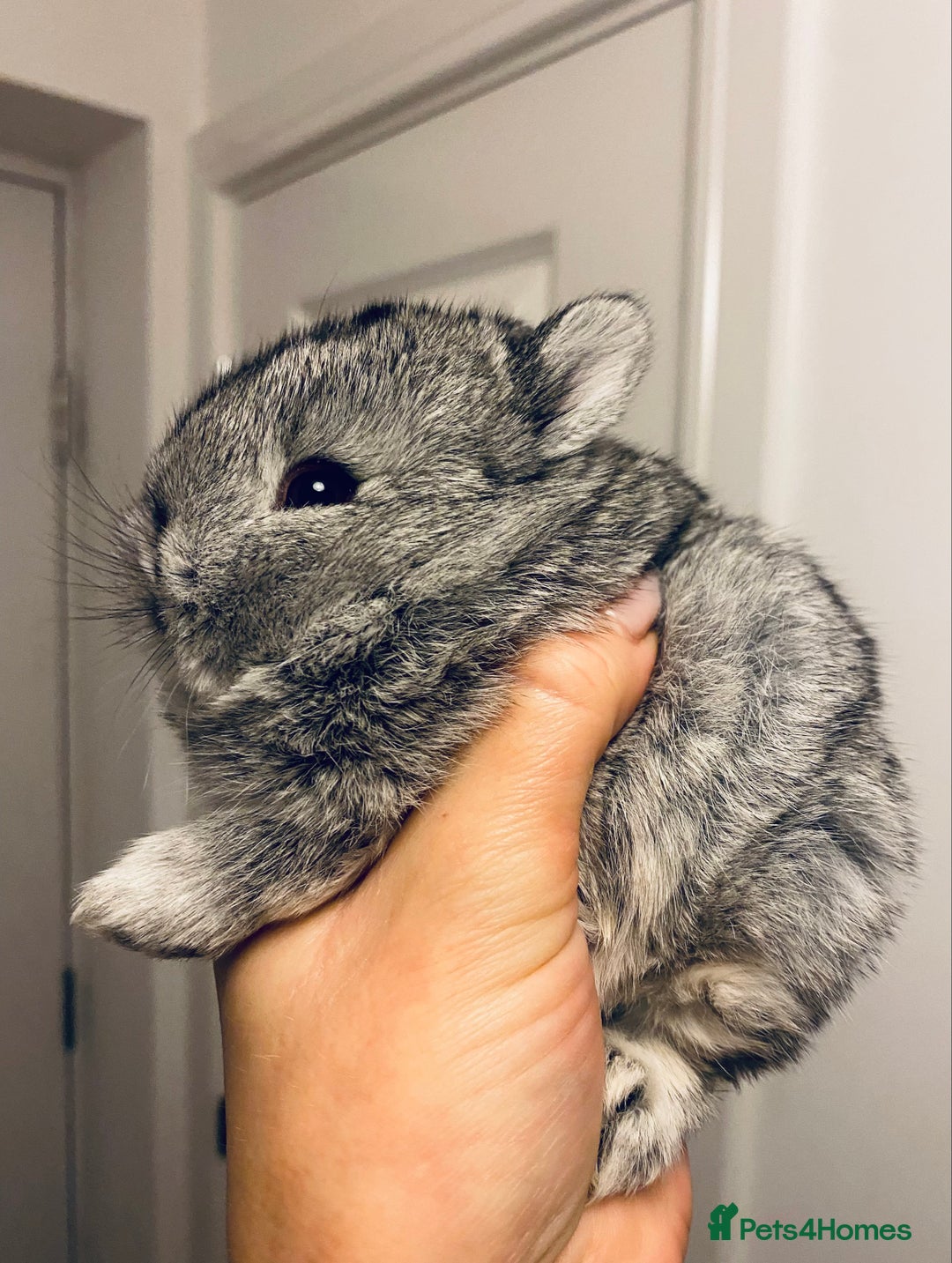 Netherland Dwarf rabbits for sale: Netherland Dwarf REW WHITE & Chinchilla GREY - Image 9