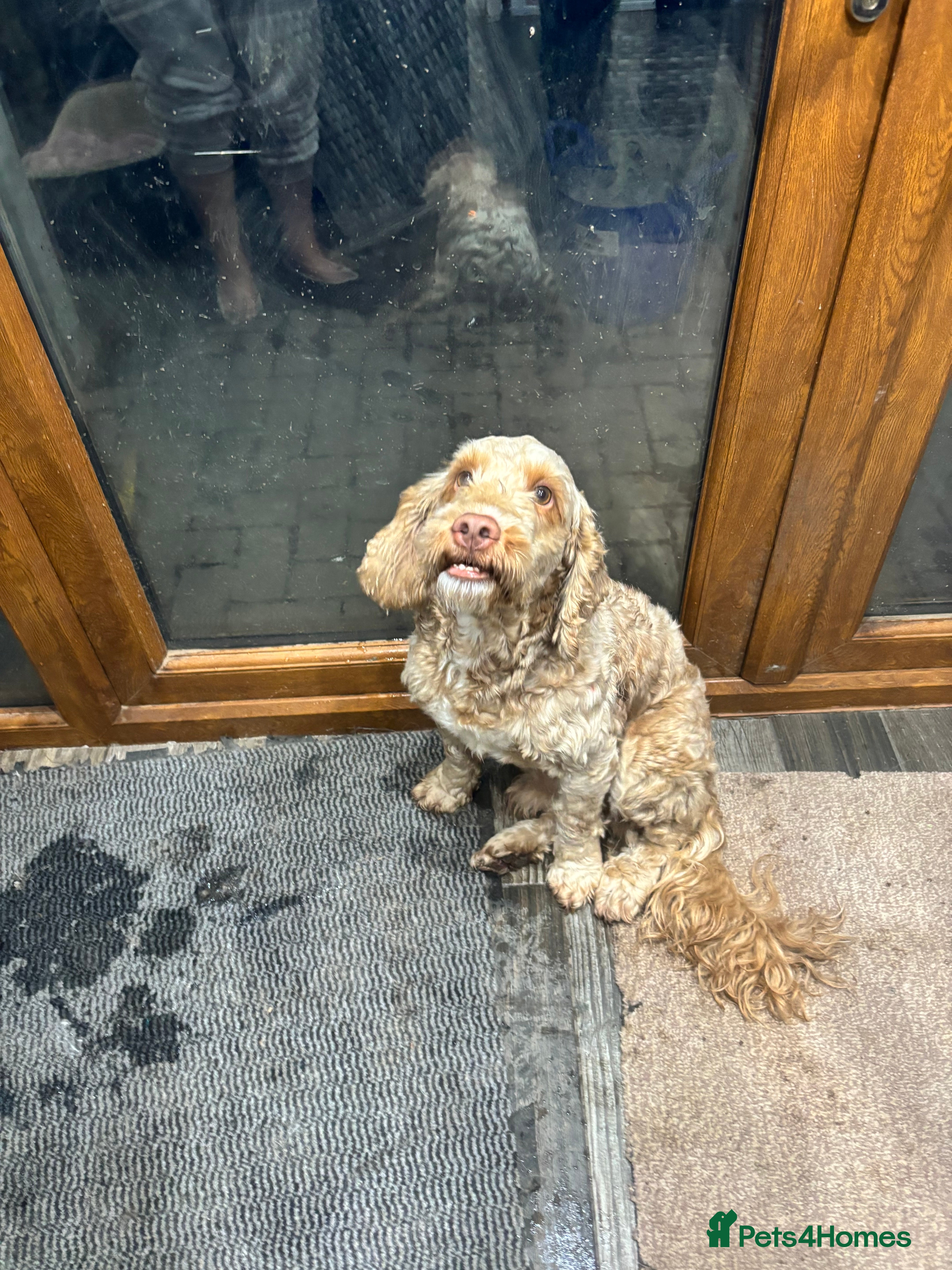 Cockapoo dogs Male cockapoo - Advert 2