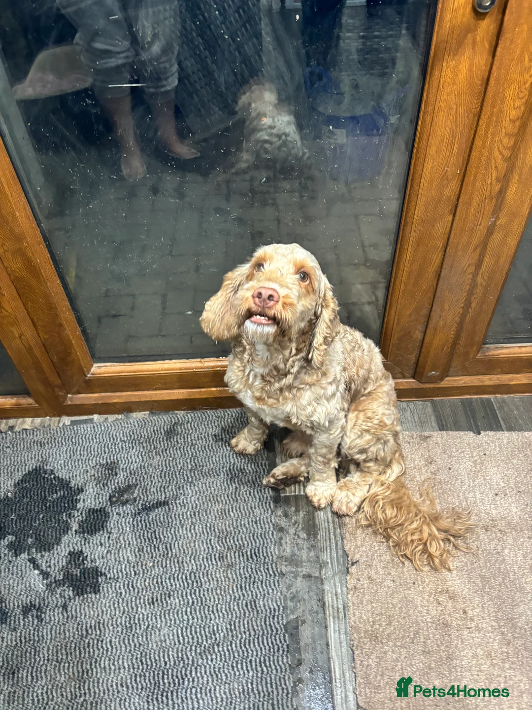 Cockapoo dogs for sale: Male cockapoo in Nuneaton - Advert 1