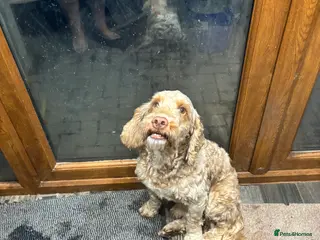 Cockapoo dogs Male cockapoo - Advert 6