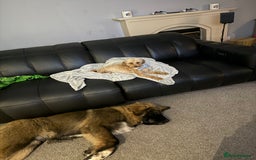 Caucasian Shepherd Dog dogs for sale: Male Caucasian Shepherd Puppy Champion Bloodlines - Image 4