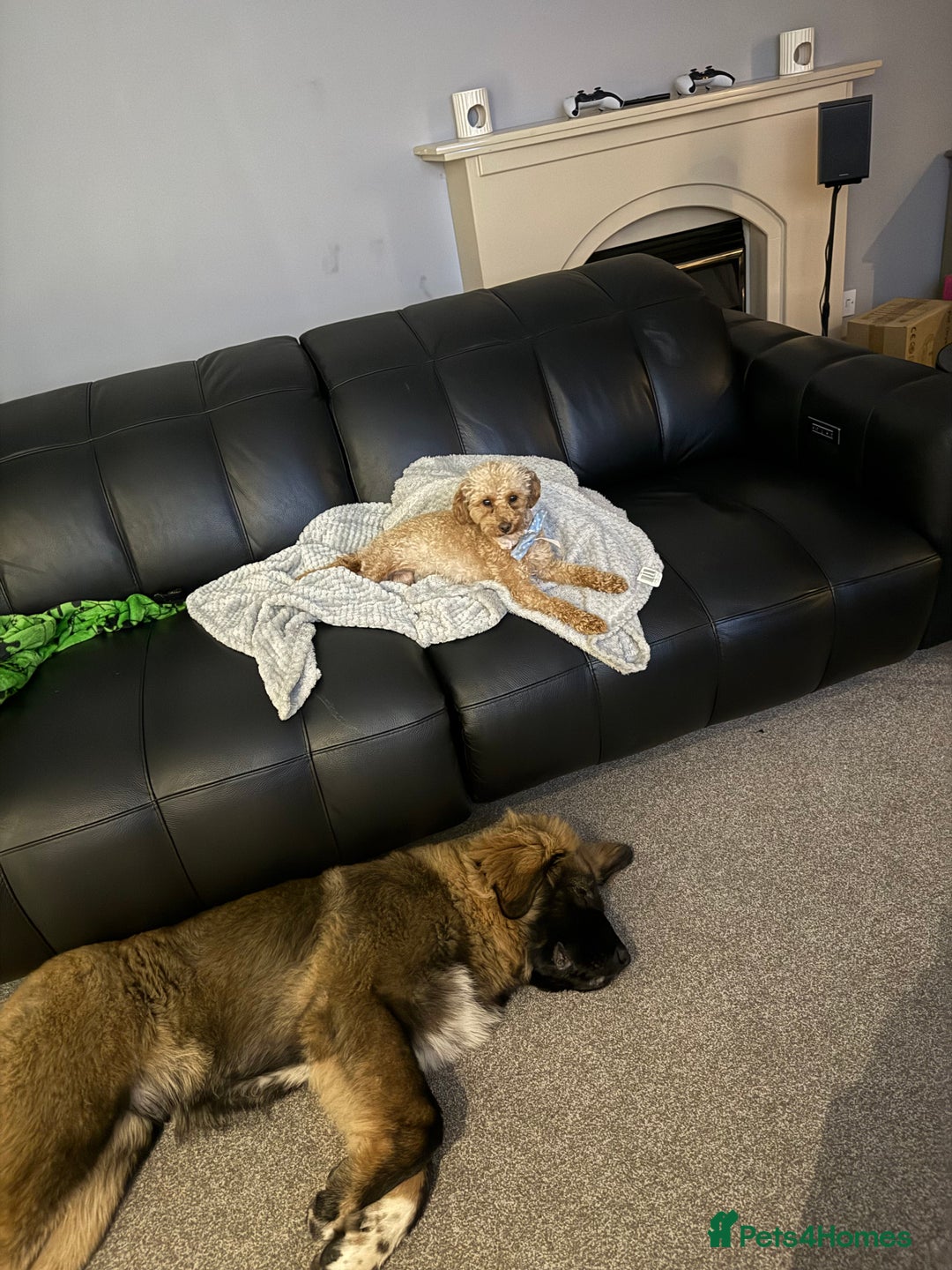 Caucasian Shepherd Dog dogs for sale: Male Caucasian Shepherd Puppy Champion Bloodlines - Image 4