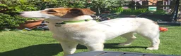 Mixed Breed dogs for adoption: MELODY ( FOSTER TO ADOPT)  - Advert 6