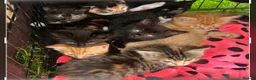Mixed Breed cats for sale: Litter of kittens for sale  in Wetherby - Advert 4