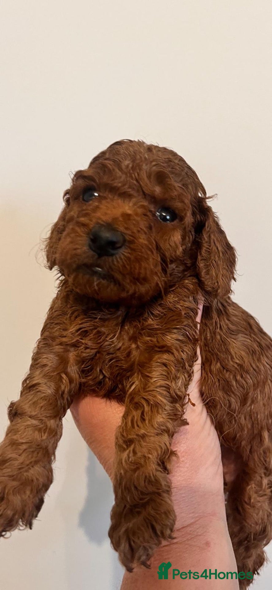 Cockapoo dogs COCKAPOOS TOY SIZE FOX RED show type lines - Advert 1