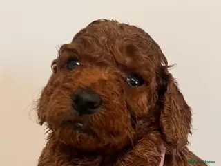 Cockapoo dogs COCKAPOOS TOY SIZE FOX RED show type lines - Advert 1