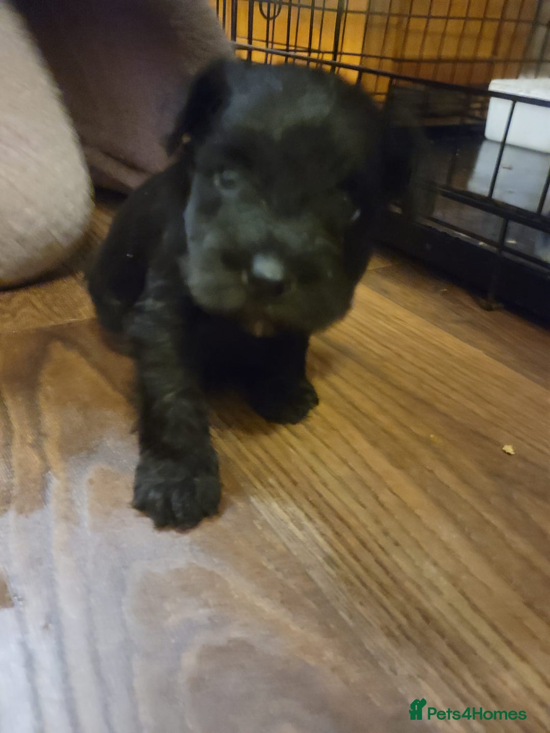 Miniature Schnauzer dogs for sale: Kc mini schnauzers - Advert 5