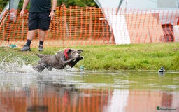 Labrador Retriever dogs for sale: Quality KC reg labs (ideal assistance/therapy dog) - Image 4