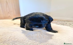 Cocker Spaniel dogs for sale: Kennel Club registered working cockers  - Image 21