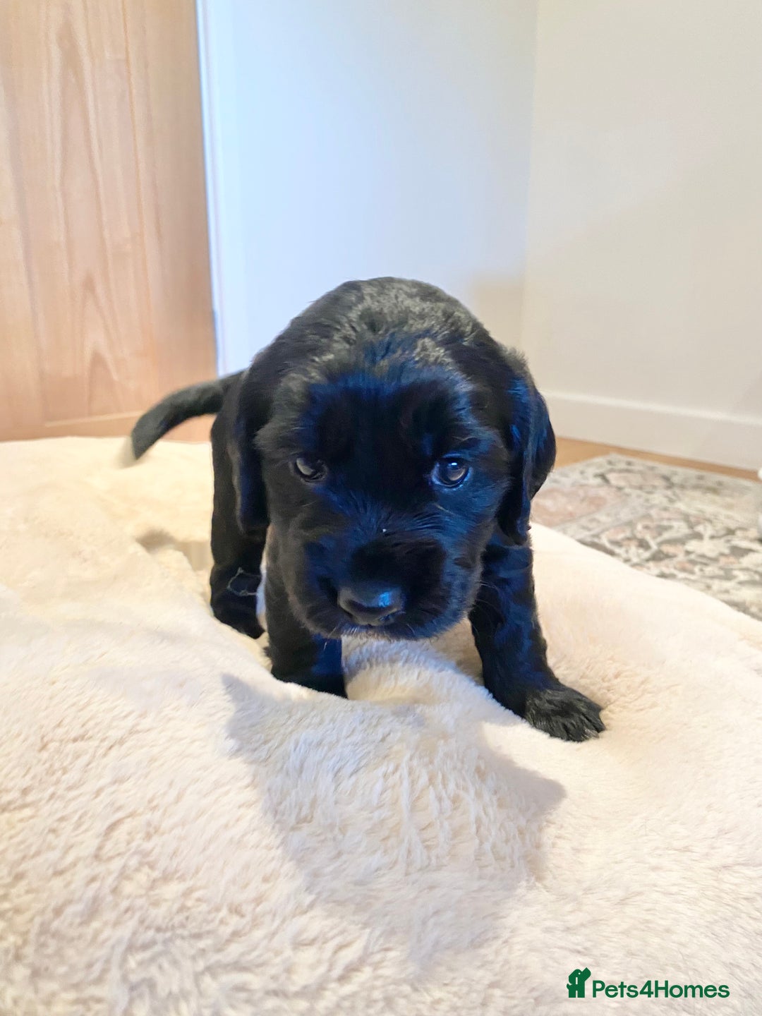 Cocker Spaniel dogs for sale: Kennel Club registered working cockers  - Image 21