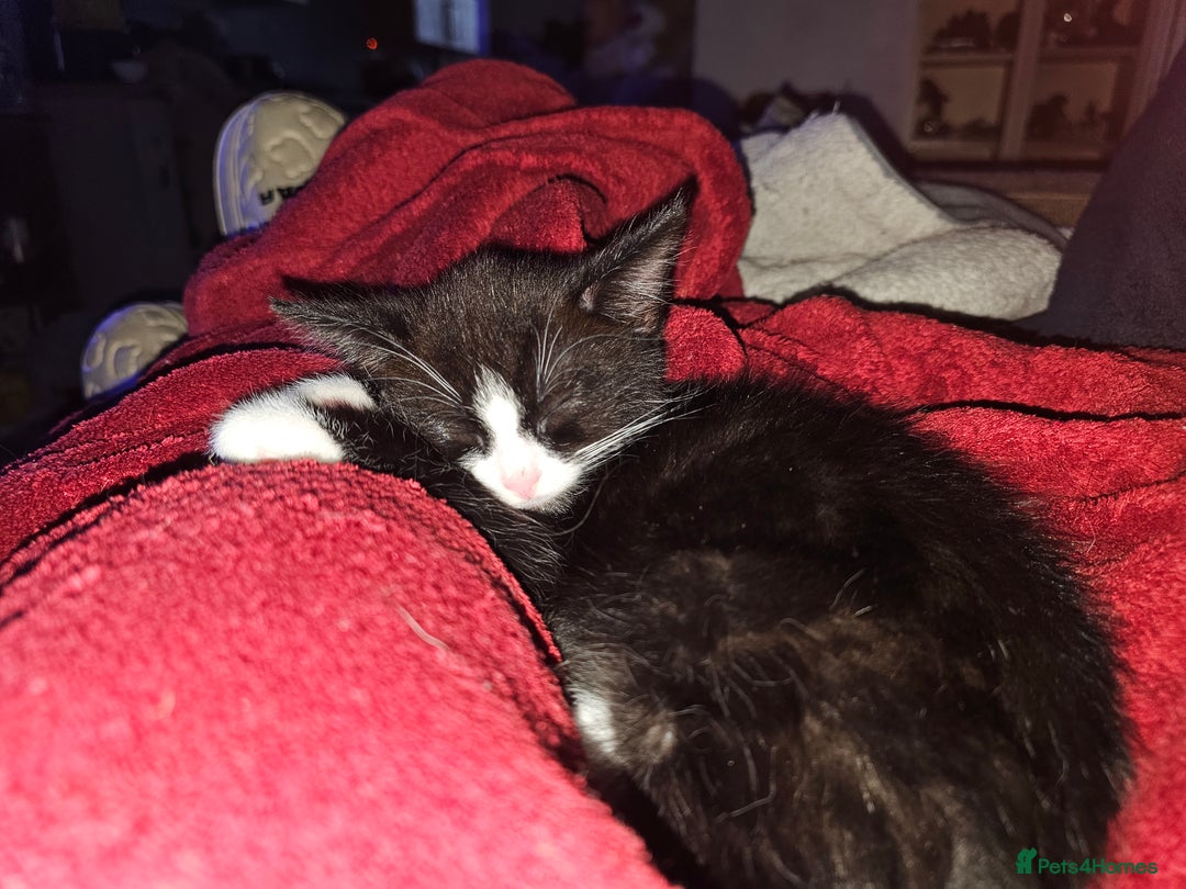 Mixed Breed cats for sale: My sweet pick n mix babies - Image 2