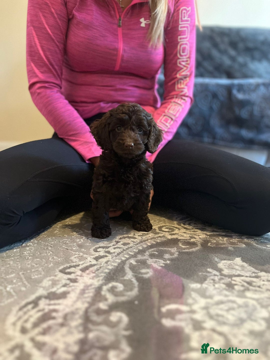 Cockapoo dogs for sale: Stunning F2 cockapoo puppies available 😍  - Image 9