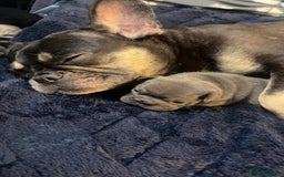 French Bulldog dogs for sale: BIG ROPE FRENCH BULLDOGS - Advert 3