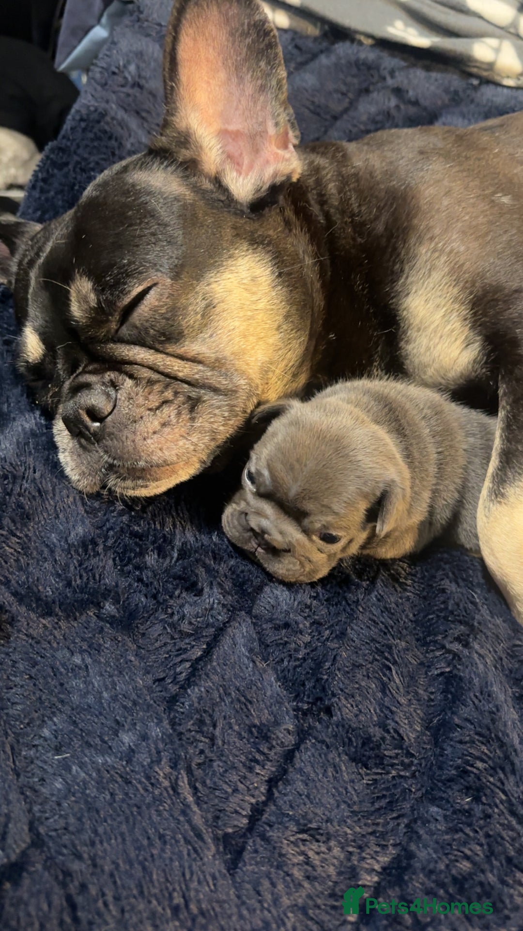 French Bulldog dogs for sale: BIG ROPE FRENCH BULLDOGS - Advert 3