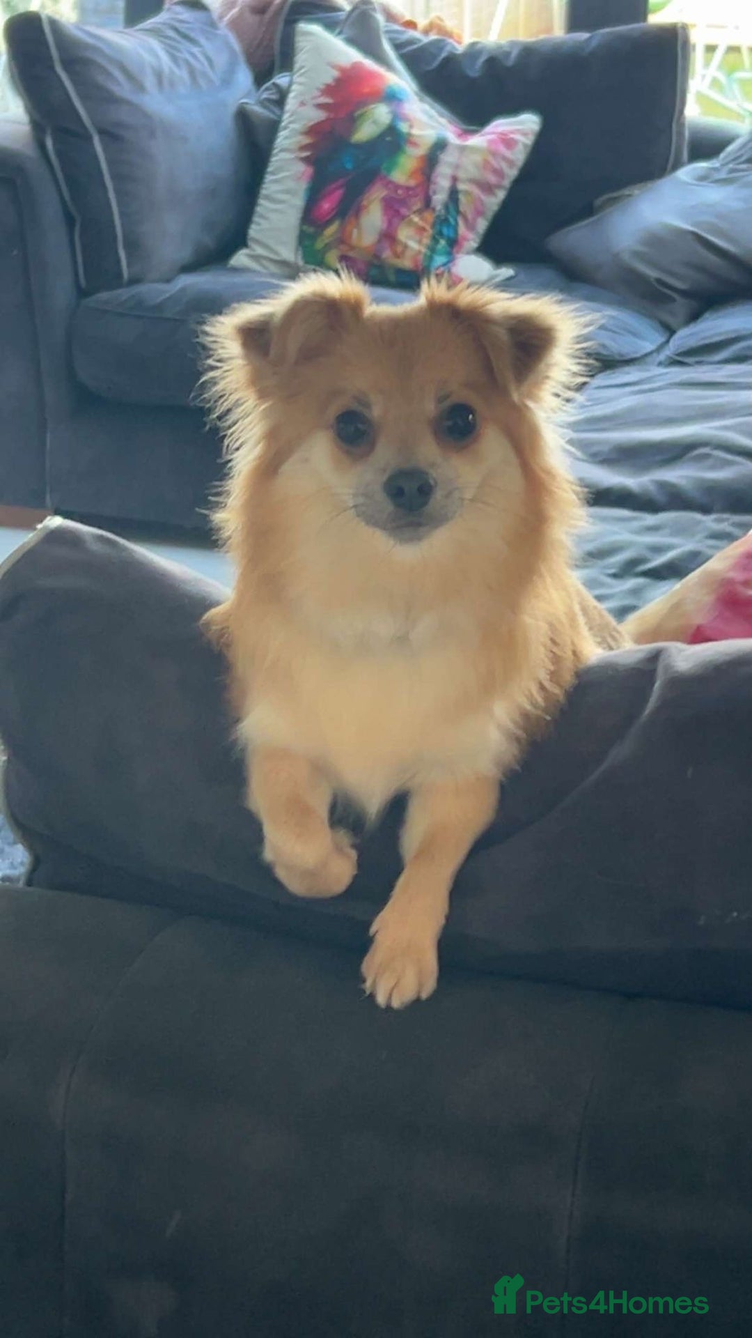 Pomchi dogs for sale: GOOD HOME ONLY - Advert 2