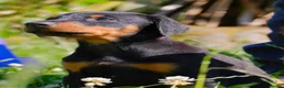 Dobermann dogs for sale: Outstanding KC Reg Aritaur Dobermann Pups  - Advert 1