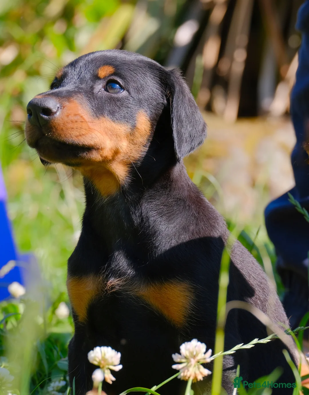 Dobermann dogs for sale: Outstanding KC Reg Aritaur Dobermann Pups  - Advert 1