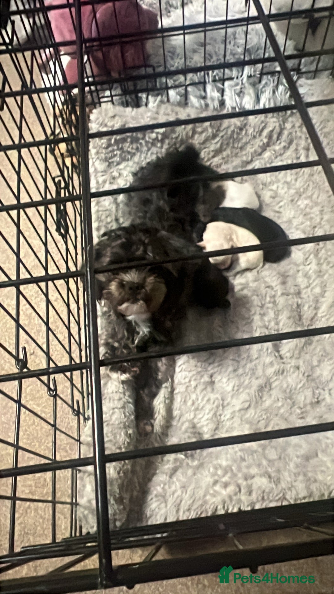Mixed Breed dogs Male Puppy  13 weeks  - Advert 3