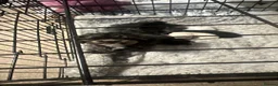 Mixed Breed dogs for sale: Male Puppy  13 weeks  - Advert 1
