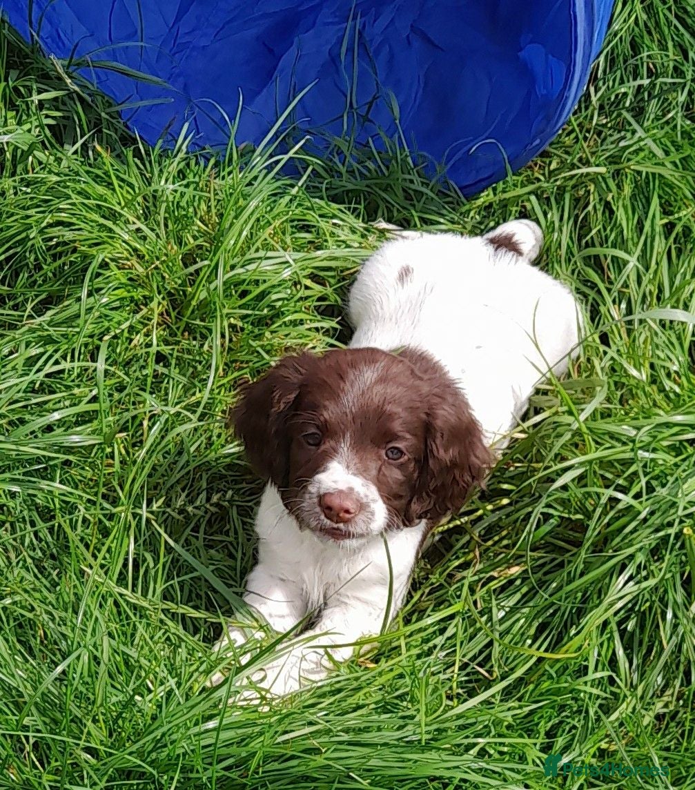 English Springer Spaniel dogs Gorgeous English Springer Spaniels Puppies - Advert 1