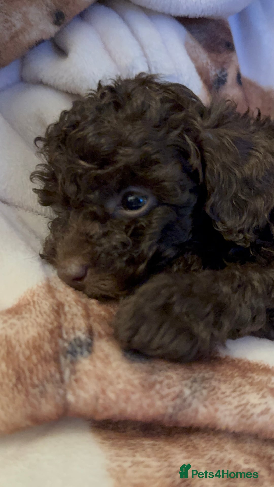 Toy Poodle dogs for sale: 3 adorable toy poodles. Multicoloured, check des. - Advert 8