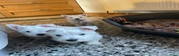 West Highland Terrier dogs for sale: Beautiful Westie puppies for sale  - Advert 11