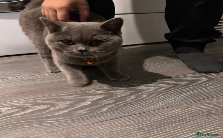 British Shorthair cats - Advert 2