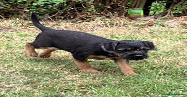 Border Terrier dogs - Advert 8