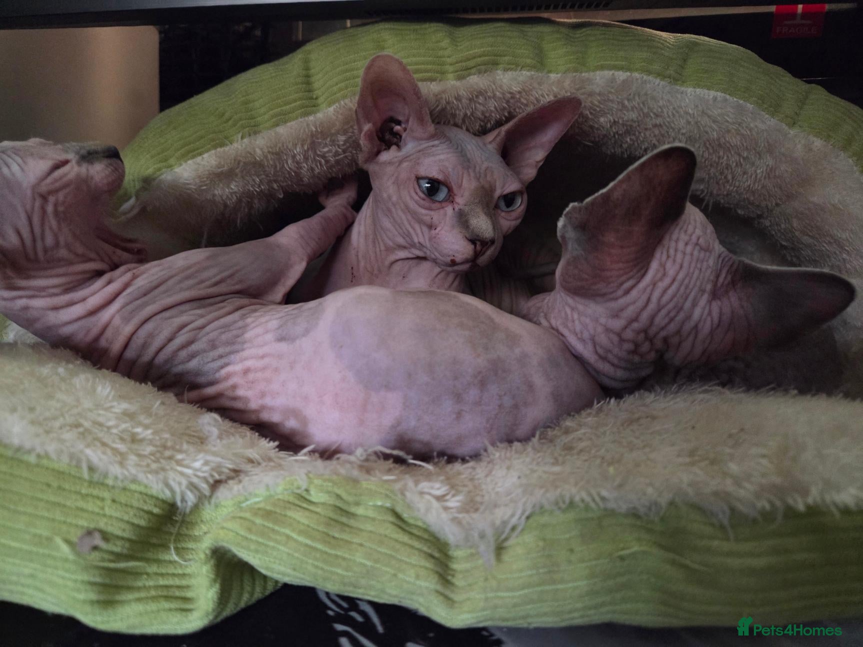 Sphynx cats Two beautiful Sphynx kittens - Advert 6