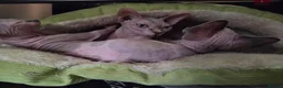 Sphynx cats for sale: Two beautiful Sphynx kittens - Advert 1