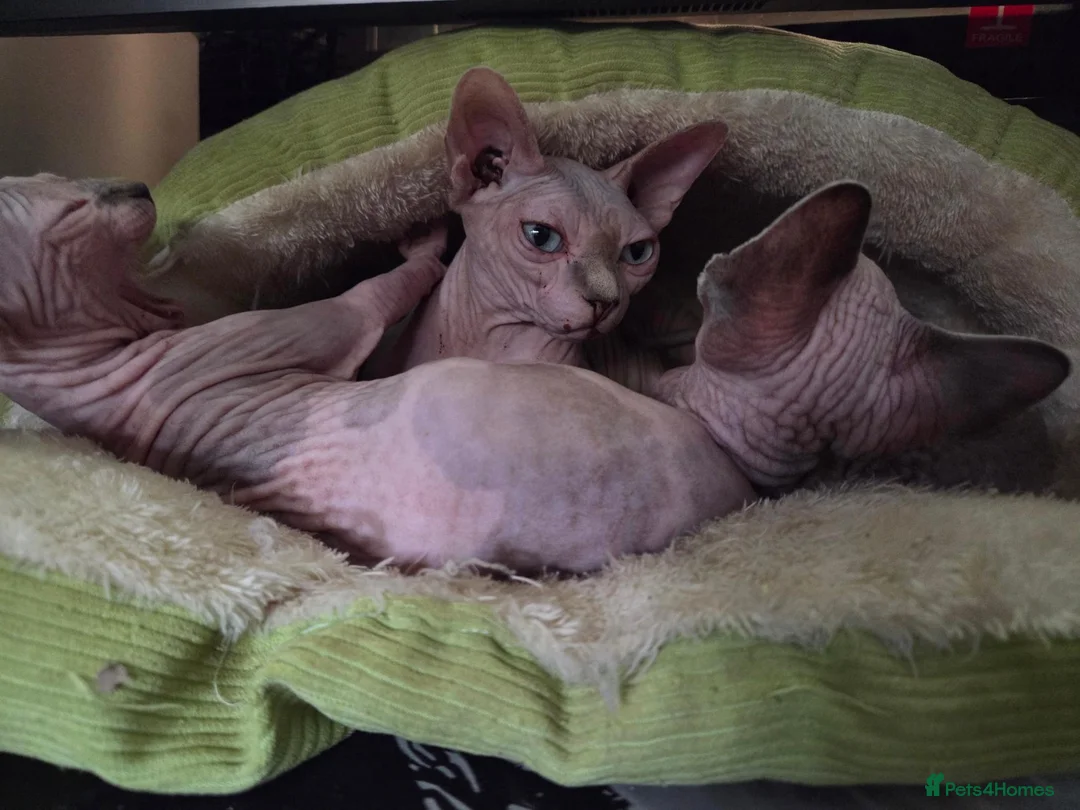 Sphynx cats for sale: Two beautiful Sphynx kittens - Advert 1